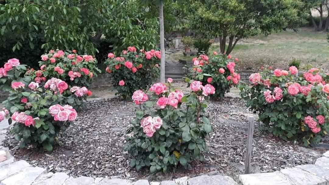 Agriturismo Camera Rosa Todi Exterior foto